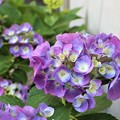 写真: 我が家の紫陽花
