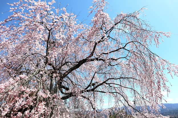 写真: 枝垂れ桜（元善光寺2）