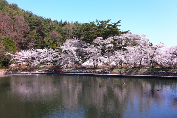 堤の桜