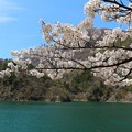 ダム湖の桜