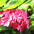 Photos: 赤い紫陽花