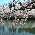写真: 湖面の桜