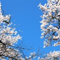 写真: 満開の桜