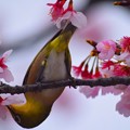 桜の蜜を吸うメジロ #鎌倉 #湘南 #kamakura #神社 #shrine #花 #flower #桜 #cherryblossom #鳥 #bird #animal