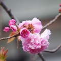 写真: 八重桜普賢象@鶴岡八幡宮 #湘南 #鎌倉 #kamakura #shrine #flower #花 #桜 #cherryblossom