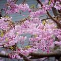 写真: 鶴岡八幡宮の枝垂梅 #湘南 #鎌倉 #kamakura #shrine #flower #花 #桜 #cherryblossom