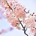 写真: 鶴岡八幡宮の染井吉野 #湘南 #鎌倉 #kamakura #shrine #flower #花 #桜 #cherryblossom