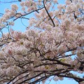 写真: 見頃の鶴岡八幡宮の桜 #湘南 #鎌倉 #kamakura #shrine #flower #花 #桜 #cherryblossom
