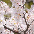 満開の鶴岡八幡宮の桜 #湘南 #鎌倉 #kamakura #shrine #flower #花 #桜 #cherryblossom