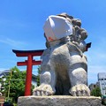 マスクをする鶴岡八幡宮の狛犬 #鎌倉 #湘南 #kamakura #shrine #神社 #鶴岡八幡宮
