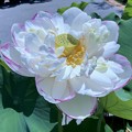 写真: 八重の大賀蓮 #湘南 #鎌倉 #shonan #kamakura #花 #flower #夏 #summer