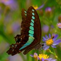 写真: アオスジアゲハ #swallowtail #butterfly #蝶 #湘南 #鎌倉 #kamakura #寺 #temple #flower #花