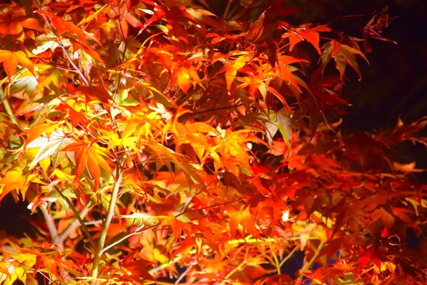 写真: 長谷寺の紅葉ライトアップ #鎌倉 #湘南 #寺 #長谷寺 #紅葉 #autumnleaves #temple #kamakura