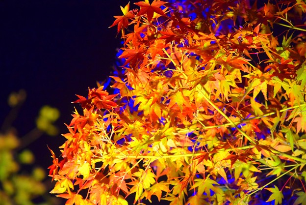 写真: 色鮮やかな紅葉ライトアップ #鎌倉 #湘南 #寺 #長谷寺 #紅葉 #autumnleaves #temple #kamakura