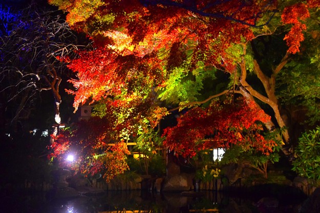 萌える長谷寺の紅葉ライトアップ #鎌倉 #湘南 #寺 #長谷寺 #紅葉 #autumnleaves #temple #kamakura