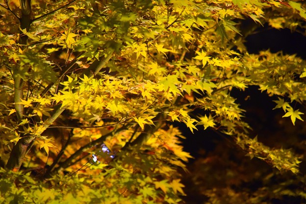 写真: 楓の黄葉ライトアップ #鎌倉 #湘南 #寺 #長谷寺 #紅葉 #autumnleaves #temple #kamakura