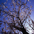 Photos: 桜2022