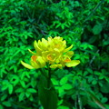 雑木林の春、金蘭の花