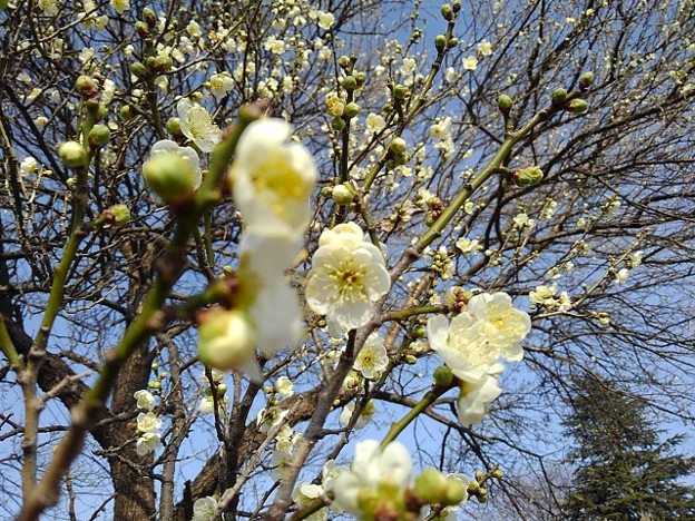写真: 長峰公園の咲き始めの梅の花（2月14日）【再アップ】