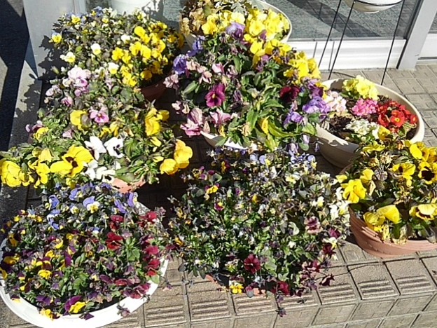 写真: 足利銀行矢板店の前の花（2月19日）