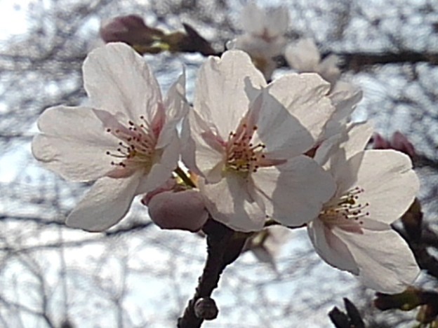 写真: 咲き始めた桜の花（3月25日）
