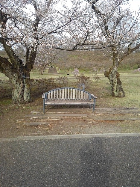 写真: 桜のベンチ（3月27日）