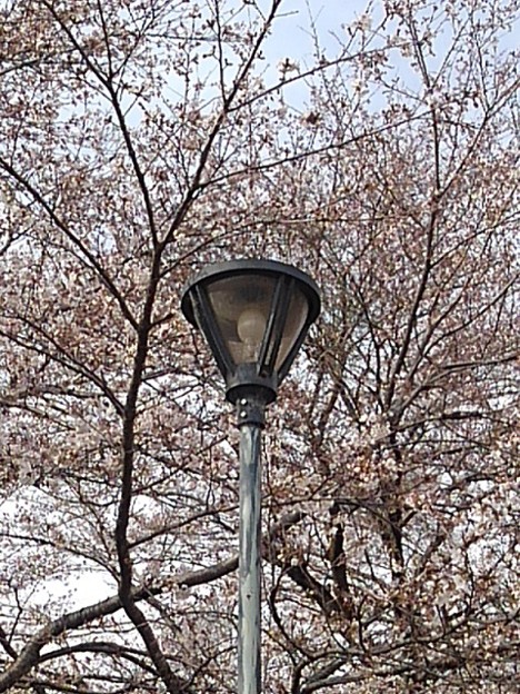 写真: 桜と街灯（3月27日）
