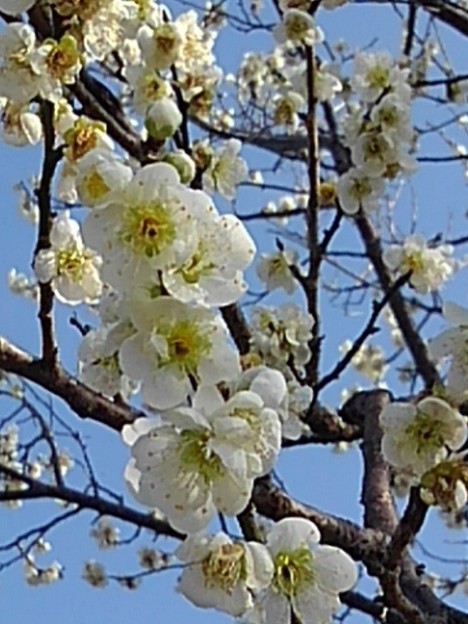 写真: 梅の花と空（3月7日）