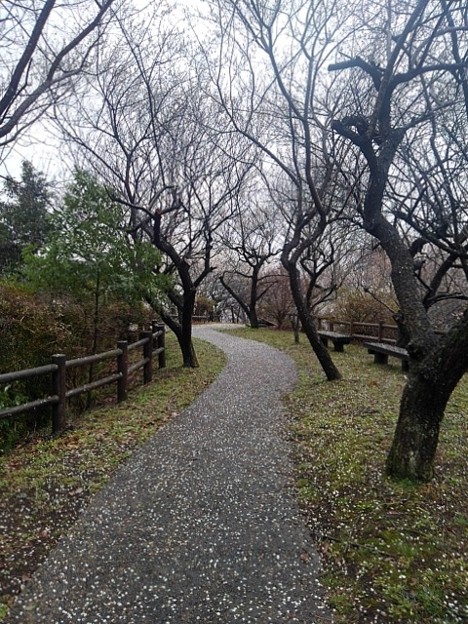写真: 川崎城跡の丘の道（3月21日）