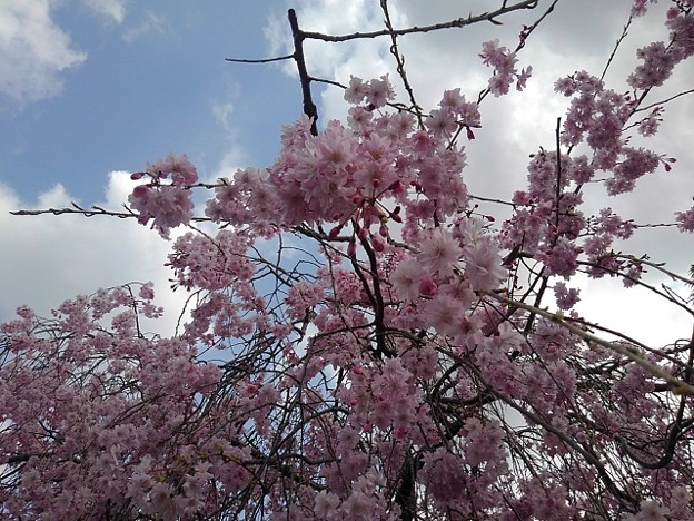 写真: シダレザクラの花（4月2日）