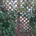 写真: 庭の植木と格子状の壁（3月8日）
