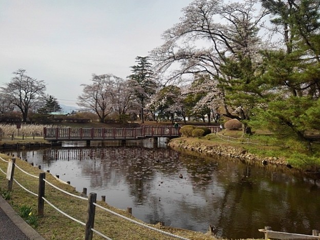 写真: 長峰公園の桜の見える池（3月27日）