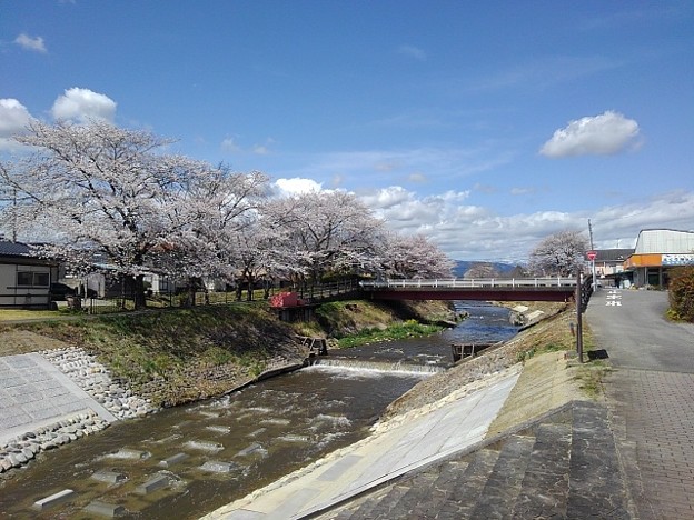 写真: 川沿いの桜（3月29日）