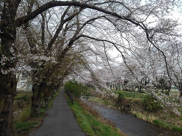 写真: 桜ロード（3月30日）