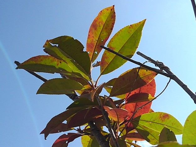 写真: 赤と緑の葉と空（3月9日）