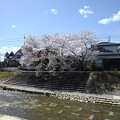 桜と川（3月29日）