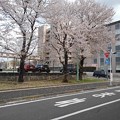 済生会宇都宮病院の桜（4月2日）