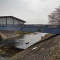 写真: 桜と橋（4月1日）