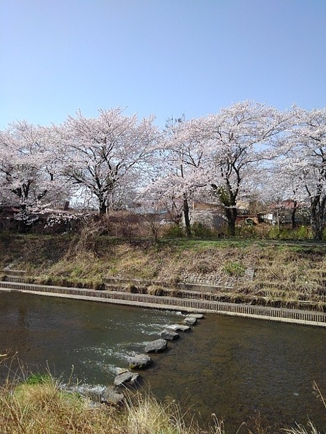 写真: 桜と飛び石（3月31日）