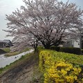 写真: 川沿いの桜（4月1日）