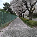 写真: 桜のトンネル（4月3日）