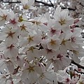 写真: 烏ヶ森公園の桜の花（4月3日）