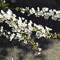 写真: 白い花が際立つユキヤナギ（3月24日）