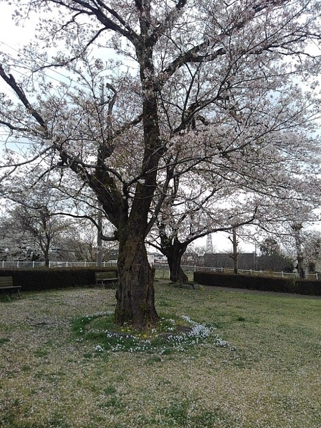 写真: 公園の桜（4月4日）