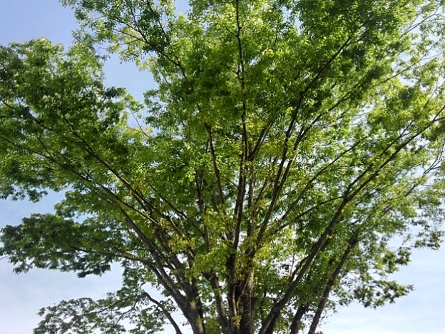 写真: 街路樹の青葉（4月24日）