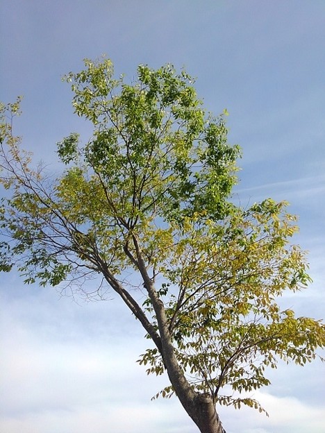 写真: 街路樹（4月24日）