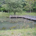 写真: 川崎城跡公園の池（5月1日）
