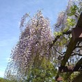 写真: 那須野が原公園の藤の花（5月6日）