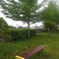 公園のベンチとイチョウの木（5月5日）