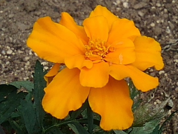 写真: オレンジ色のマリーゴールド（5月8日）
